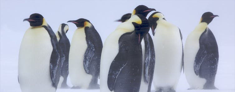 how can penguins stay warm in the freezing cold waters of Antarctica?