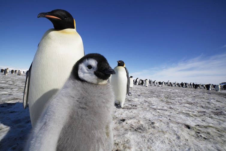 how can penguins stay warm in the freezing cold waters of Antarctica?