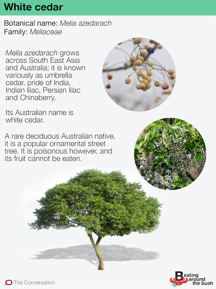 a winter deciduous Australian tree