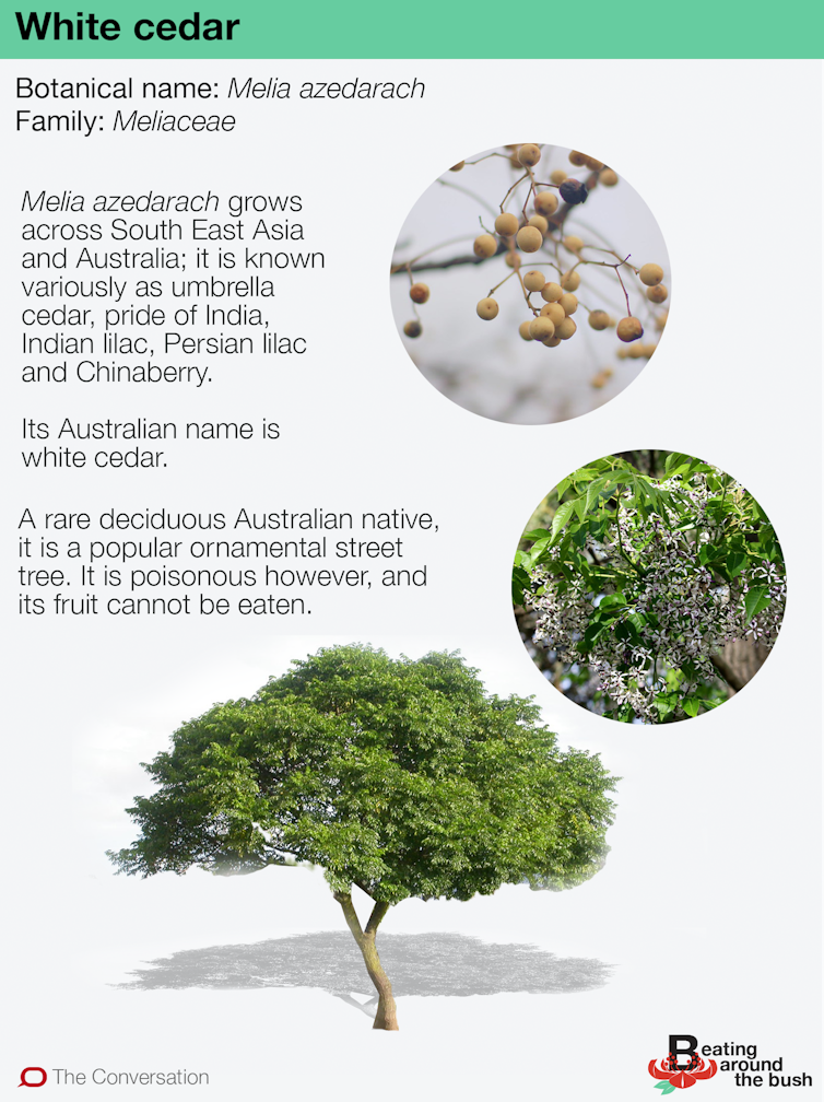 White cedar is a rare bird: a winter deciduous Australian tree