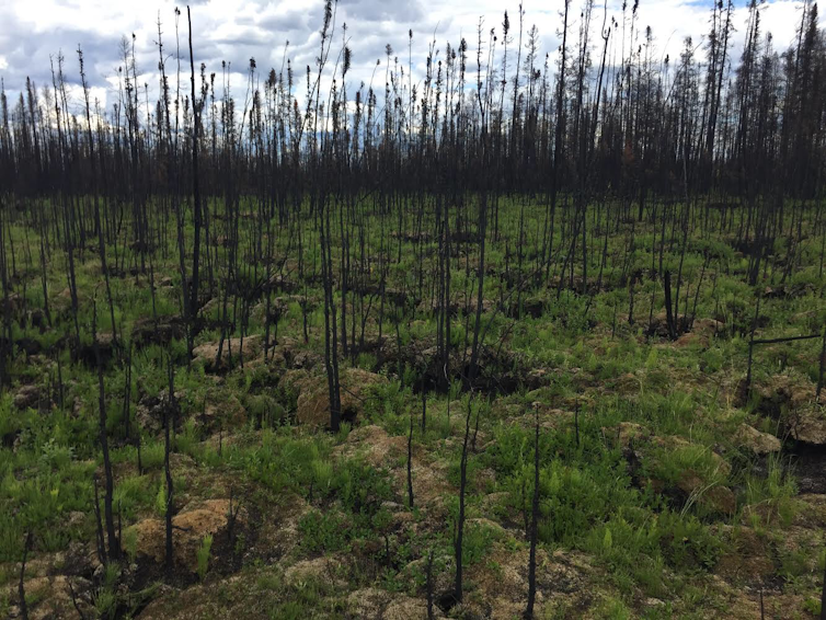 Burned trees and grasses stand out from the stunted greenery in a peatland