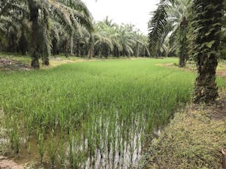 Politik Dunia Di Balik Pengembangan Kelapa Sawit Indonesia Dan Malaysia