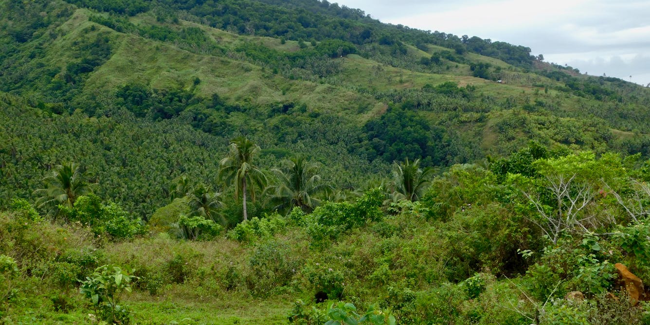 Филиппины тропические леса