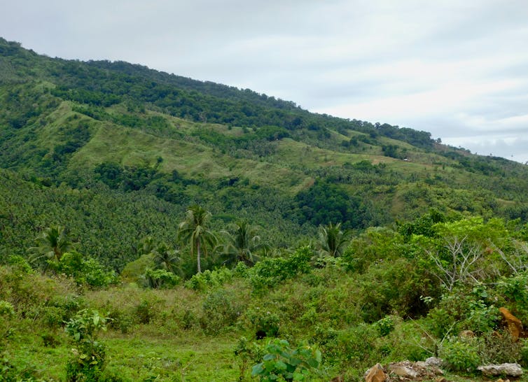PHILIPPINE FOREST. Forest restoration is underway in Biliran, Leyte, Philippines led by the local community with support from international researchers and government agencies. Robin Chazdon, CC BY-ND