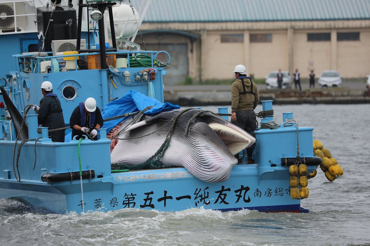 Japan resumes commercial whaling – researchers on how the world ...