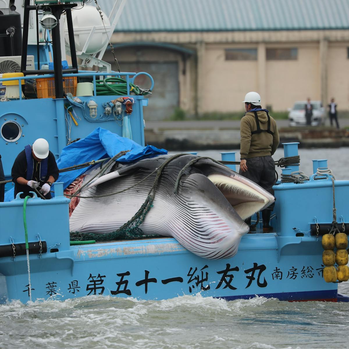 Japan resumes commercial whaling – researchers on how the world ...