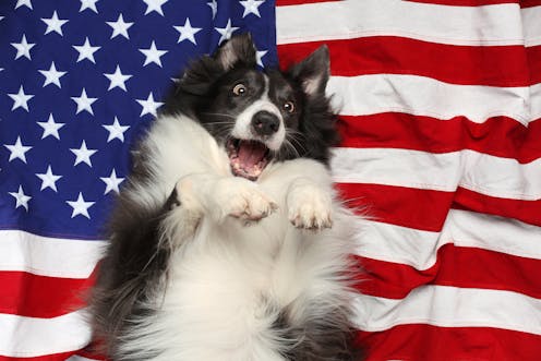 Every dog has its day, but it's not the Fourth of July