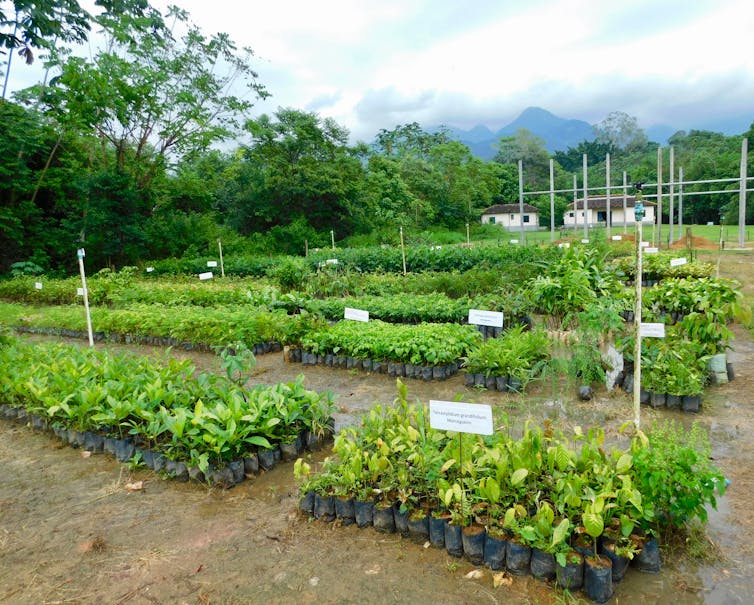 NURSERY. A native tree nursery for large-scale restoration of Atlantic Forest at Reserva Natural Guapiaçu, Rio de Janeiro State, Brazil. Robin Chazdon, CC BY-ND