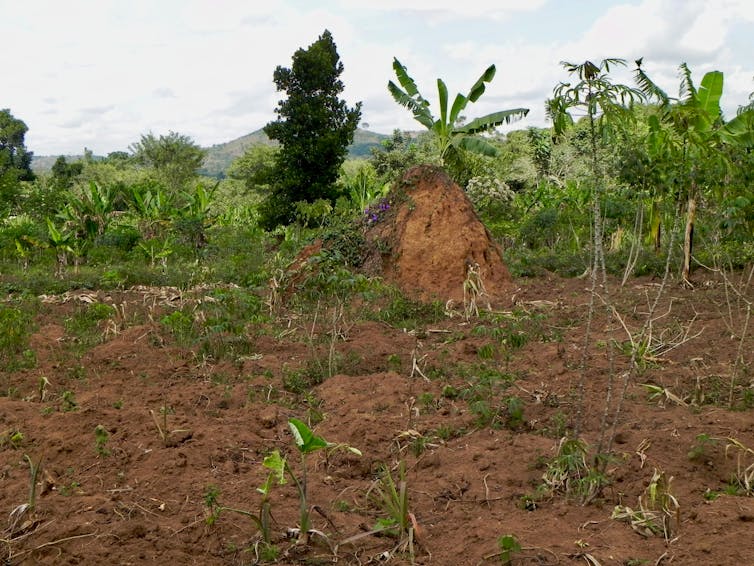 SMALL FARMS. Forest restoration on small farms bordering Mpanga Forest Reserve, Uganda, can bring high levels of benefits and is relatively feasible to achieve. Robin Chazdon, CC BY-ND