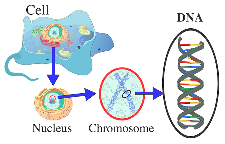 See inside a cell