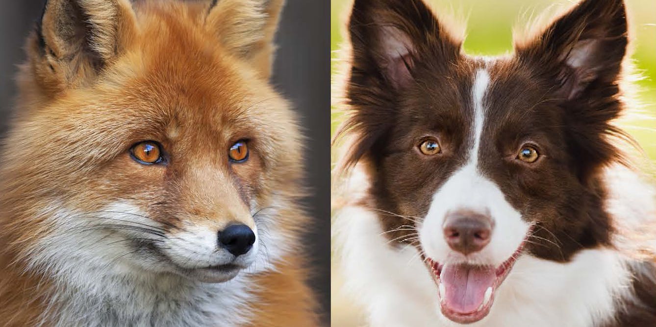 Faire la différence entre empreinte de chien et de renard