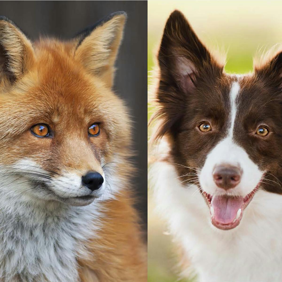 Renards Et Chiens Des Cousins Pas Si Lointains Renards Et Chiens Des Cousins Pas Si Lointains