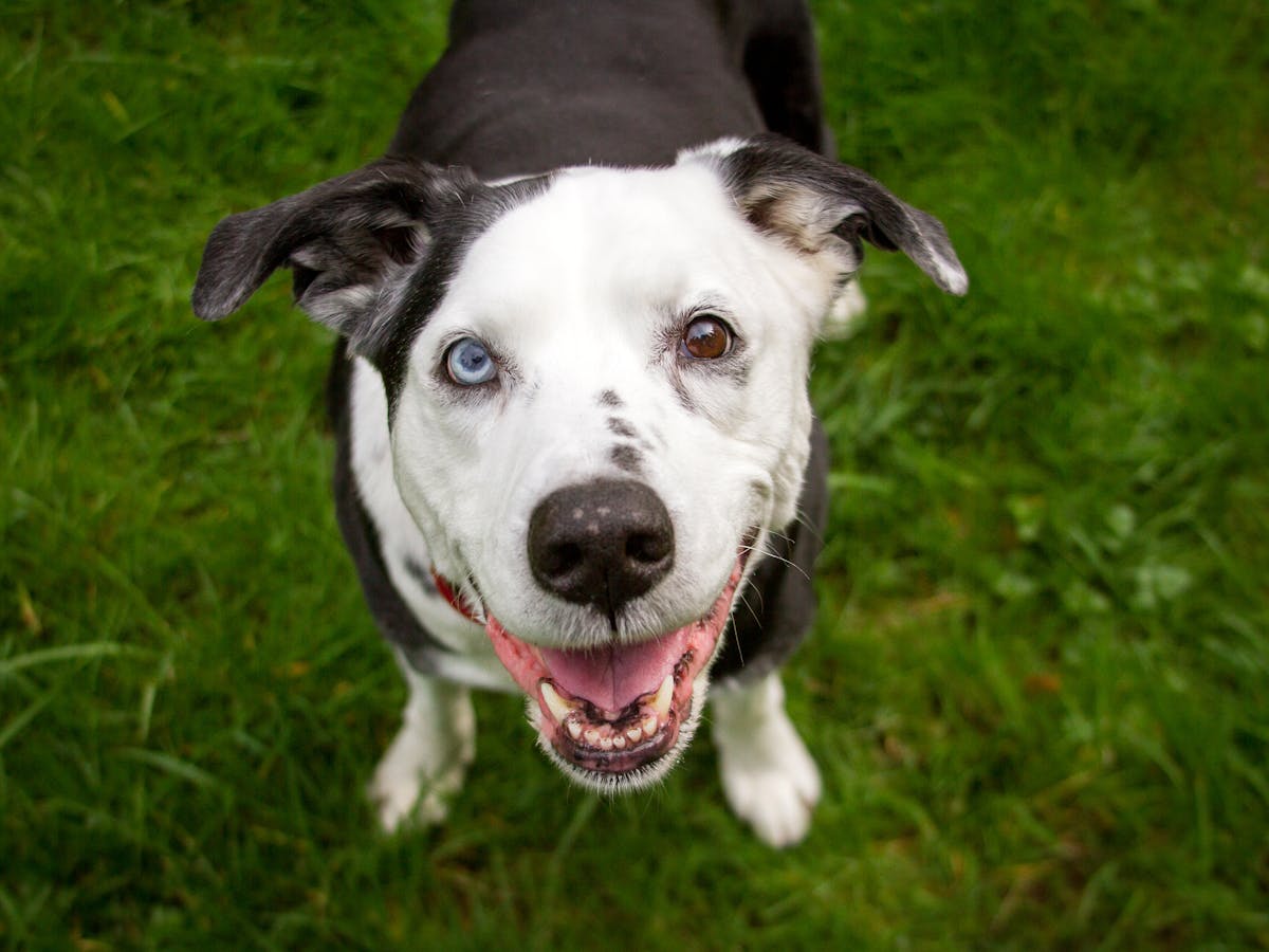 Curious Kids Why Do Some Animals Have Two Different Coloured Eyes
