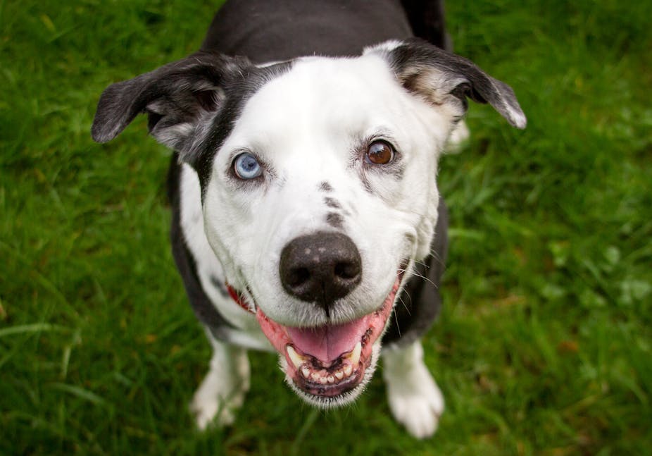 curious kids why do some animals have two different