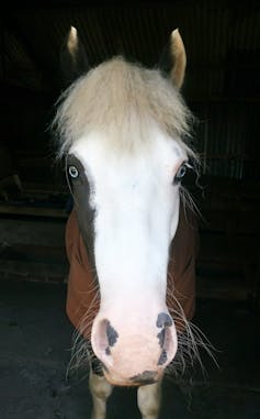 My horse Biggles