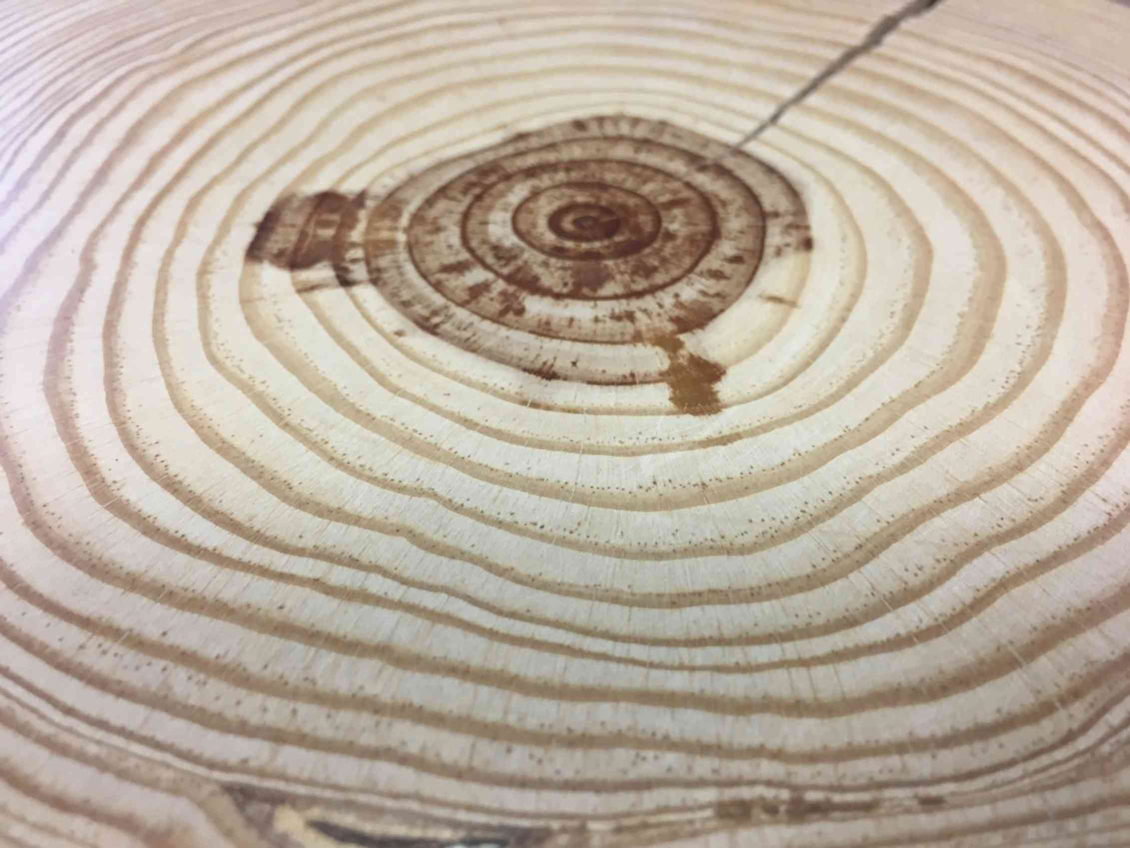 Climate change: having the right combination of tree ‘personalities ...