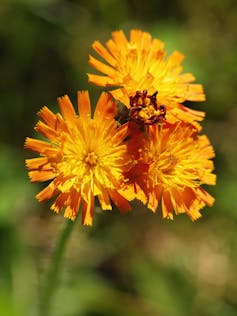 Fox-and-cubs