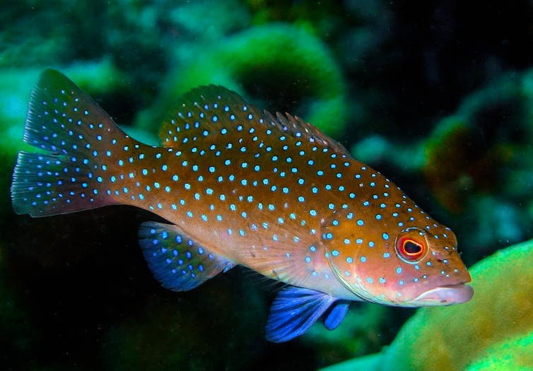 Kuvahaun tulos haulle fish