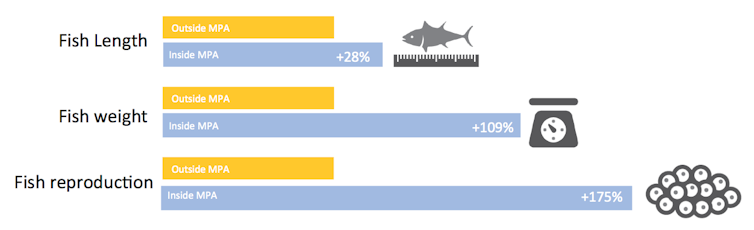 No-take marine areas help fishers (and fish) far more than we thought