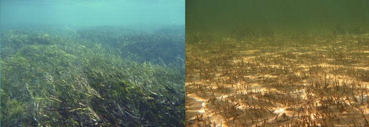 From Shark Bay seagrass to Stone Age Scotland, we can now assess climate risks to World Heritage