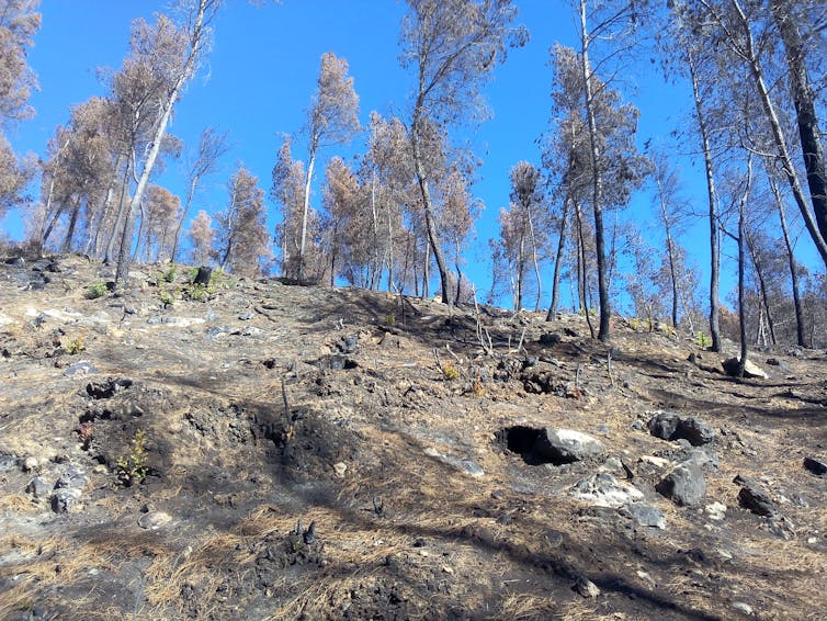 Paisaje postincendio. Daniel Moya, Author provided