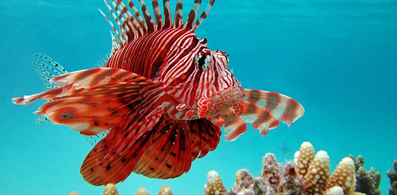 Lionfish: the Mediterranean invasion of an untouchable and enigmatic ...