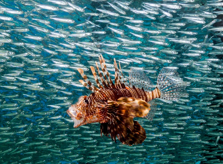 Pez grande, peces pequeños. Shutterstock/Richard Whitcombe
