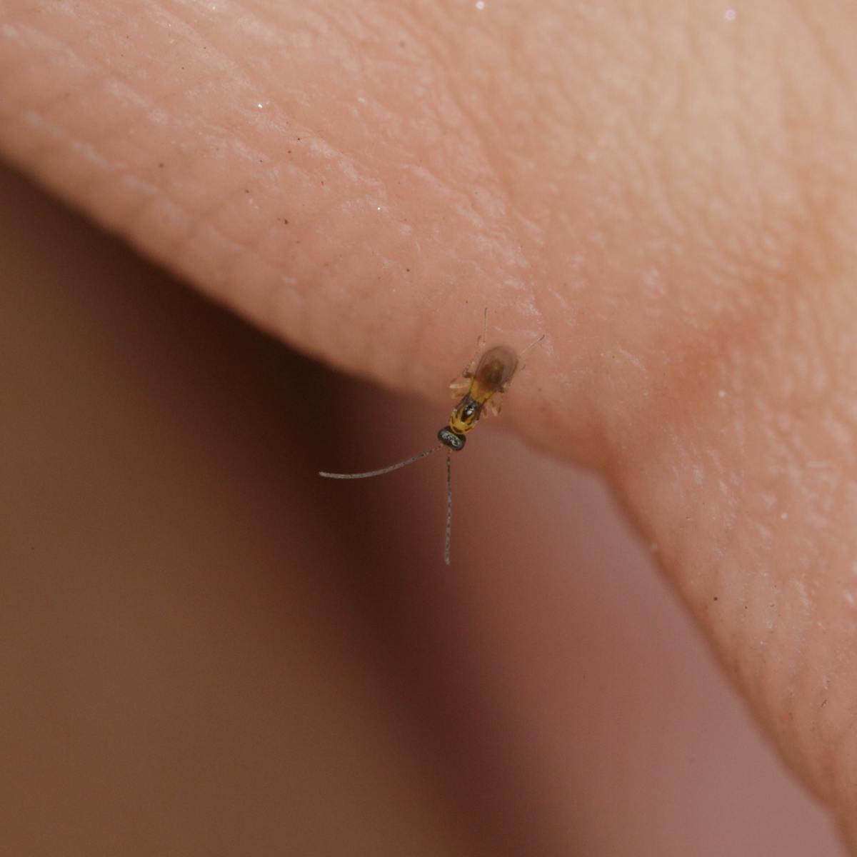 The real Tinkerbell: don't mess with these tiny fairy wasps