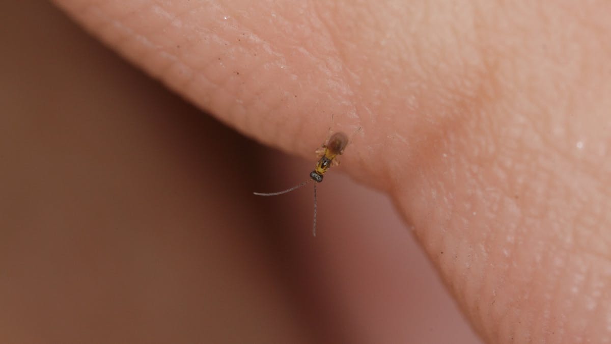 The real Tinkerbell: don't mess with these tiny fairy wasps