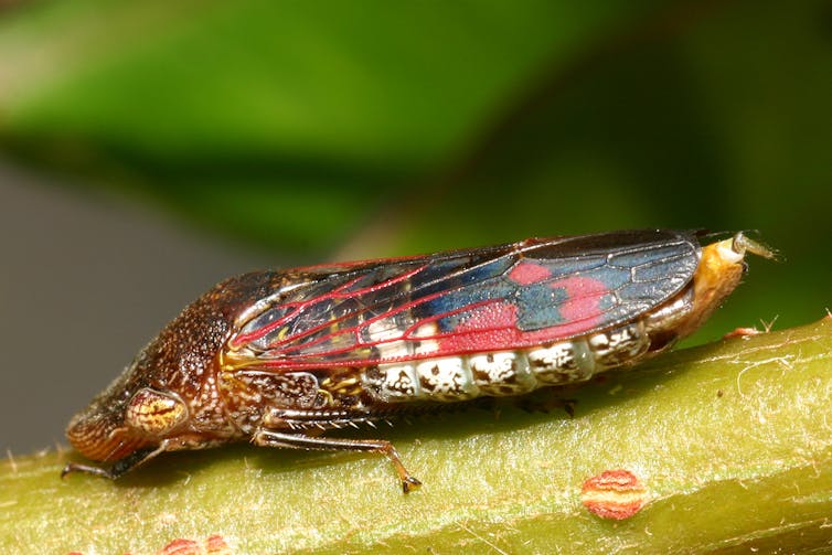 don’t mess with these tiny fairy wasps