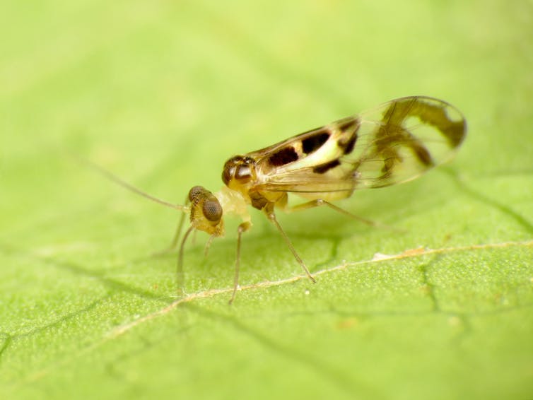 don’t mess with these tiny fairy wasps