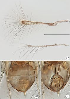 The real Tinkerbell: don’t mess with these tiny fairy wasps