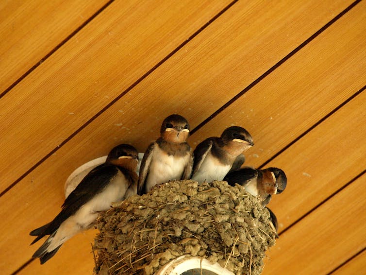 Curious Kids: where do swallows sleep?