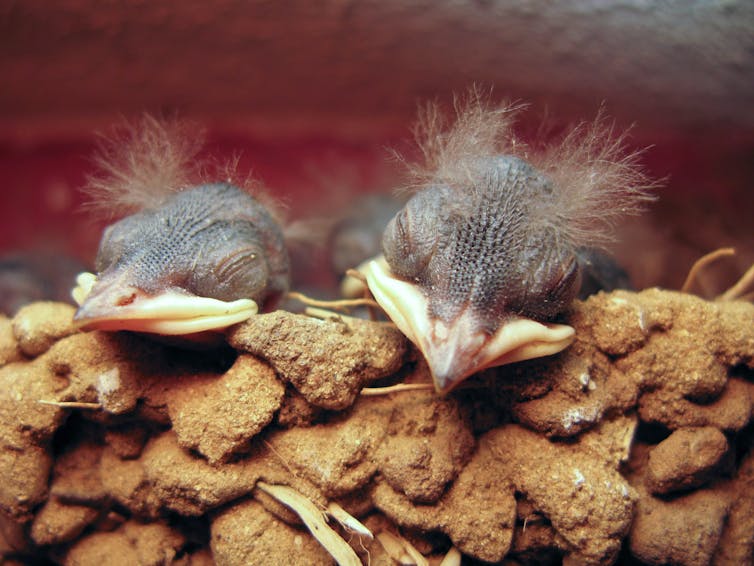 Curious Kids: where do swallows sleep?