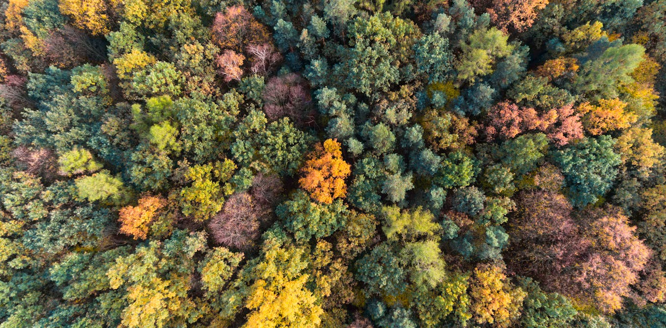 Reforesting an area the size of the US needed to help avert climate breakdown, say researchers – are they right?
