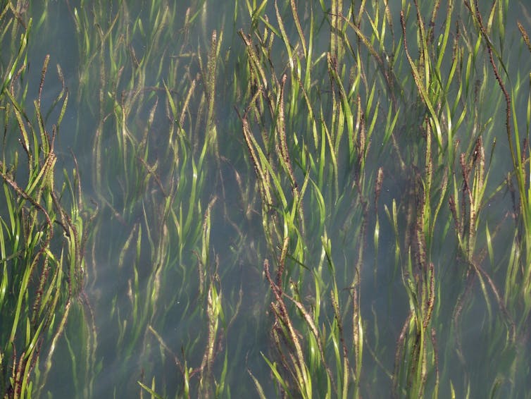 Eelgrass keeps the oceans alive and preserves shipwrecks, so just cope when it tickles your feet