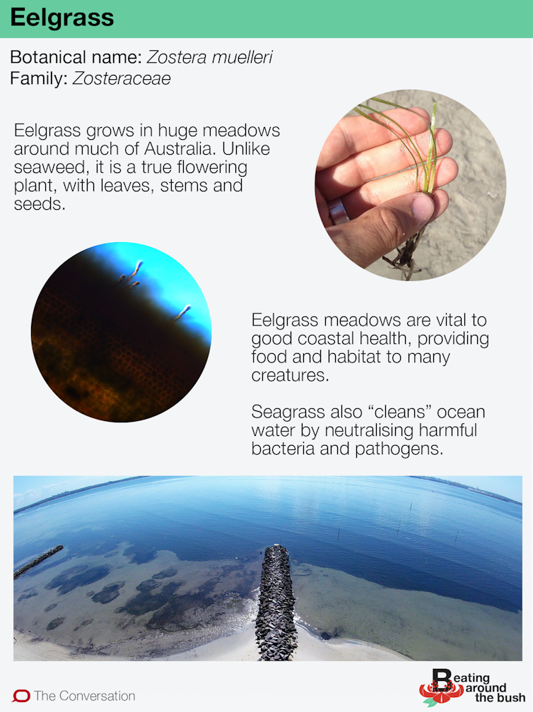 Eelgrass keeps the oceans alive and preserves shipwrecks, so just cope when it tickles your feet
