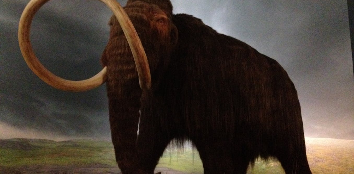 Produce mammoth stem cells, says creator of dolly the sheep