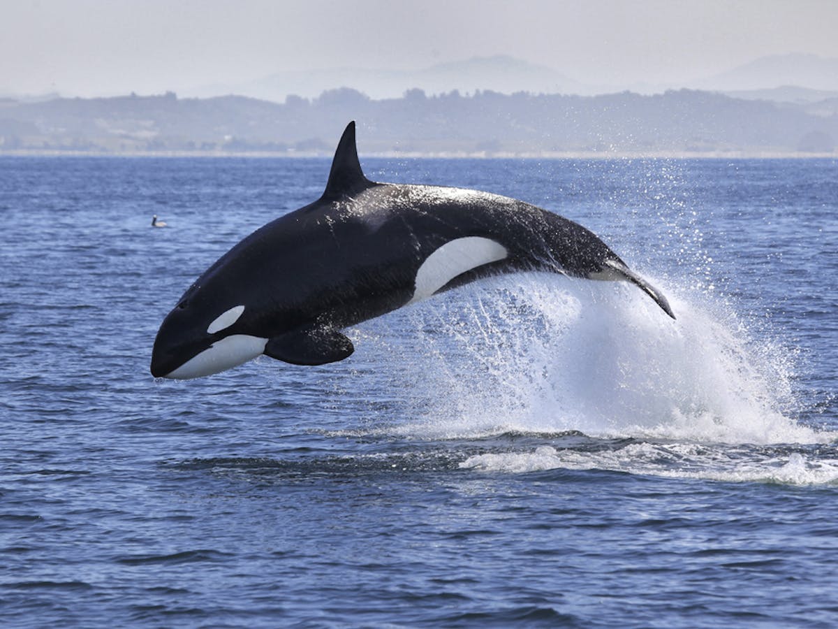 Free Willy' law spotlights contradictions in how Canadians see animal rights