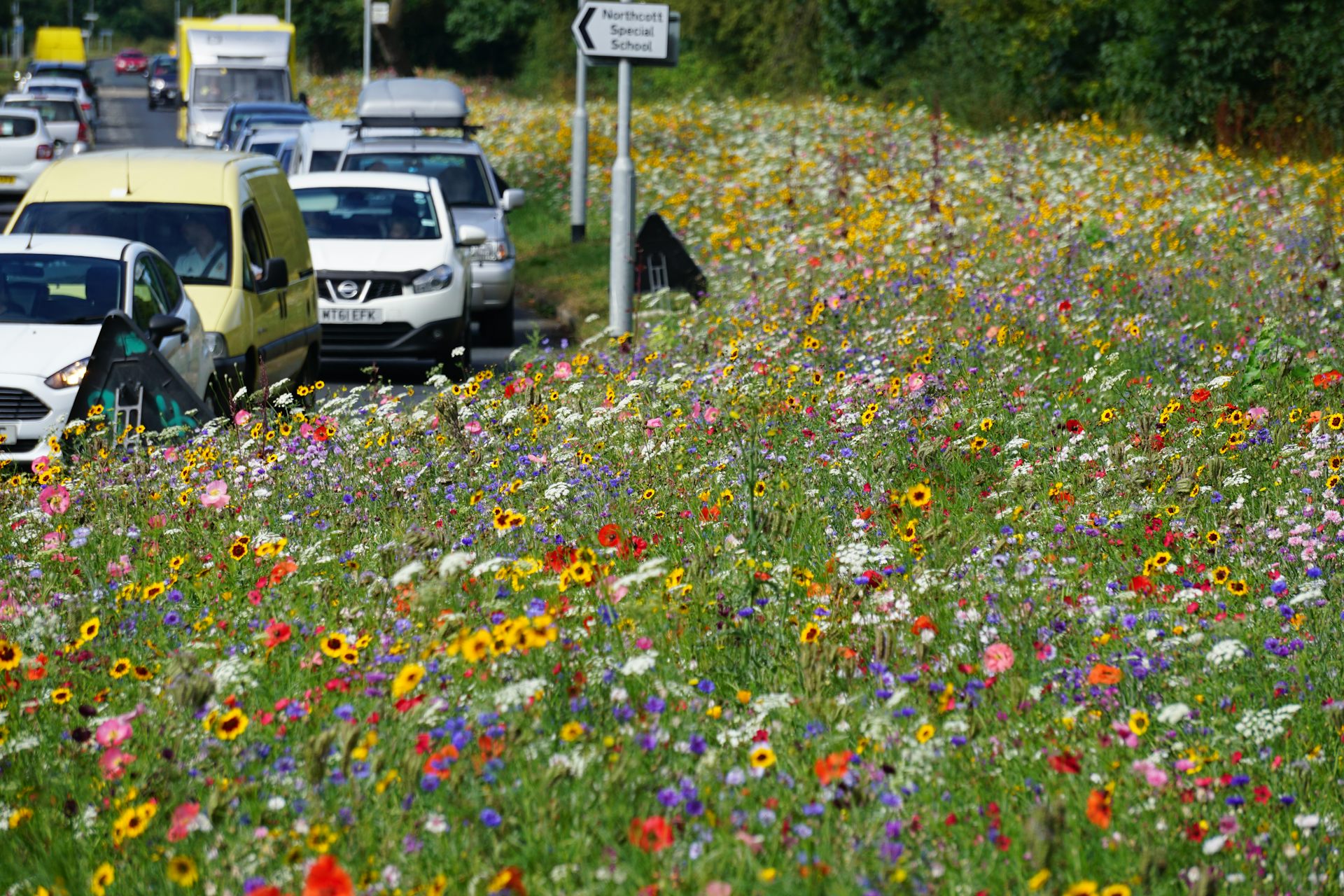 Image of A wildflower garden along a roadside