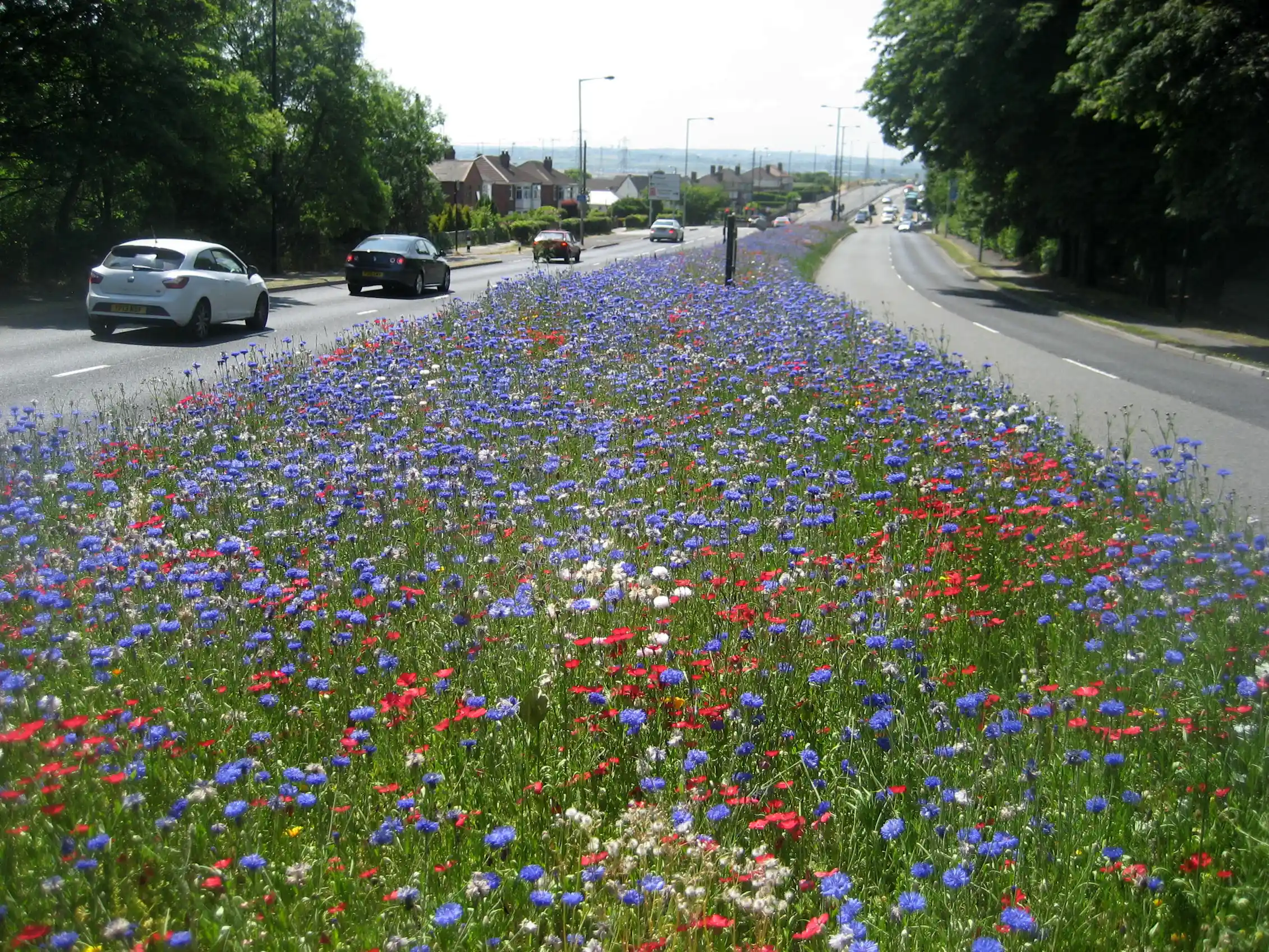 Roadside Wildflower Meadows Are Springing Up Across The UK And They roadside-wildflower-meadows-are-springing-up-across-the-uk-and-they