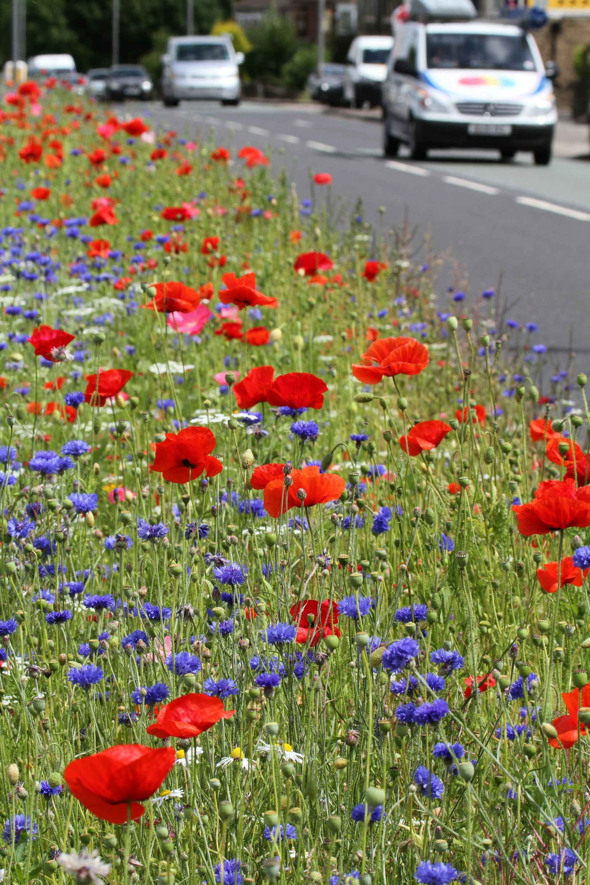 Roadside wildflower meadows are springing up across the UK and they
