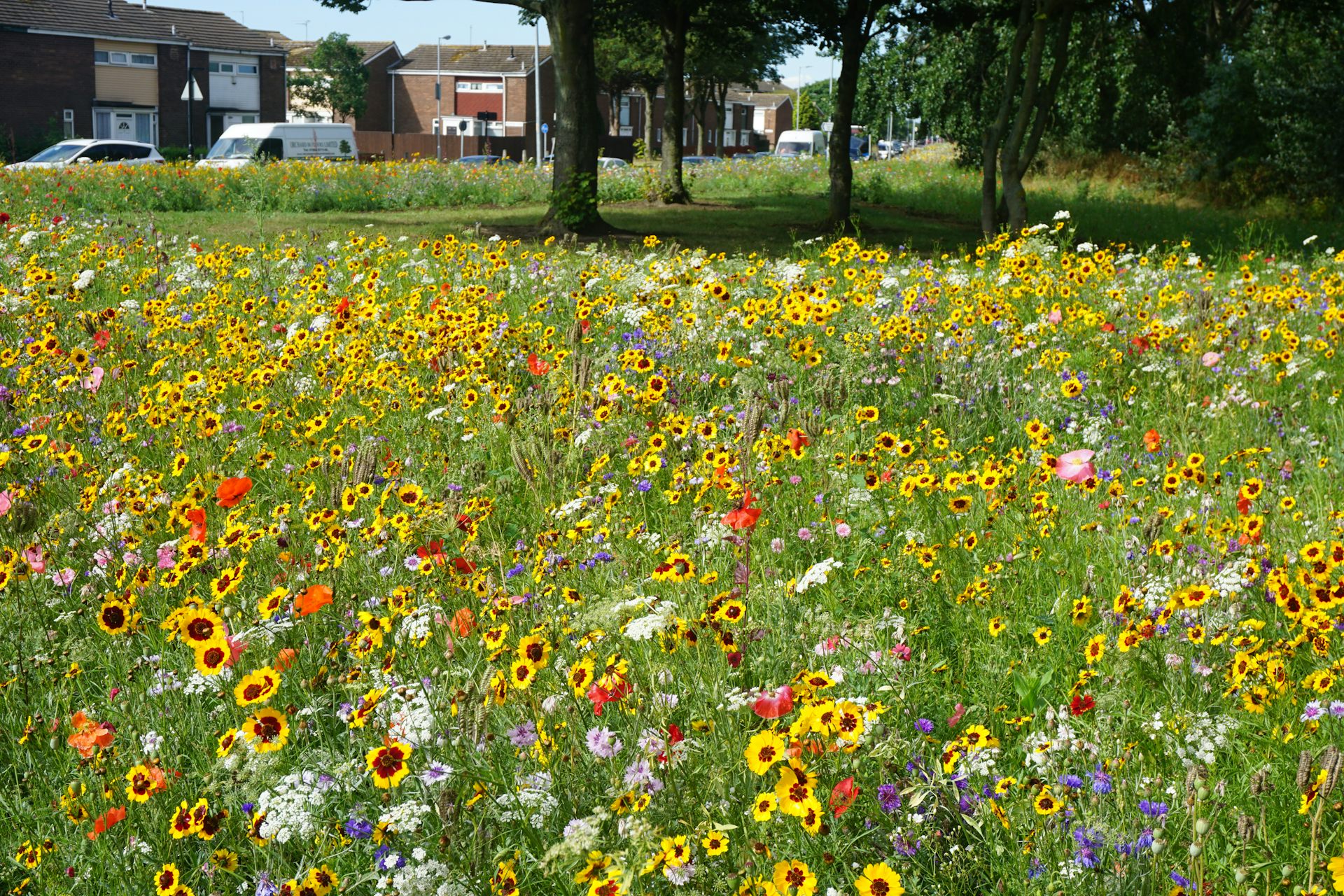 Roadside wildflower meadows are springing up across the UK and they