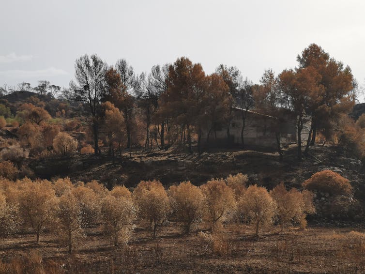 Los grandes incendios forestales crean problemas de seguridad en el territorio. Víctor Resco de Dios