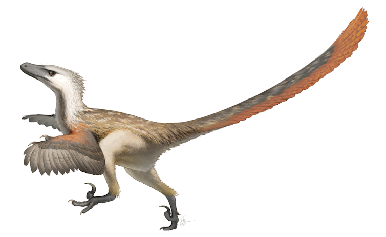 Curious Kids: did the velociraptors have feathers?