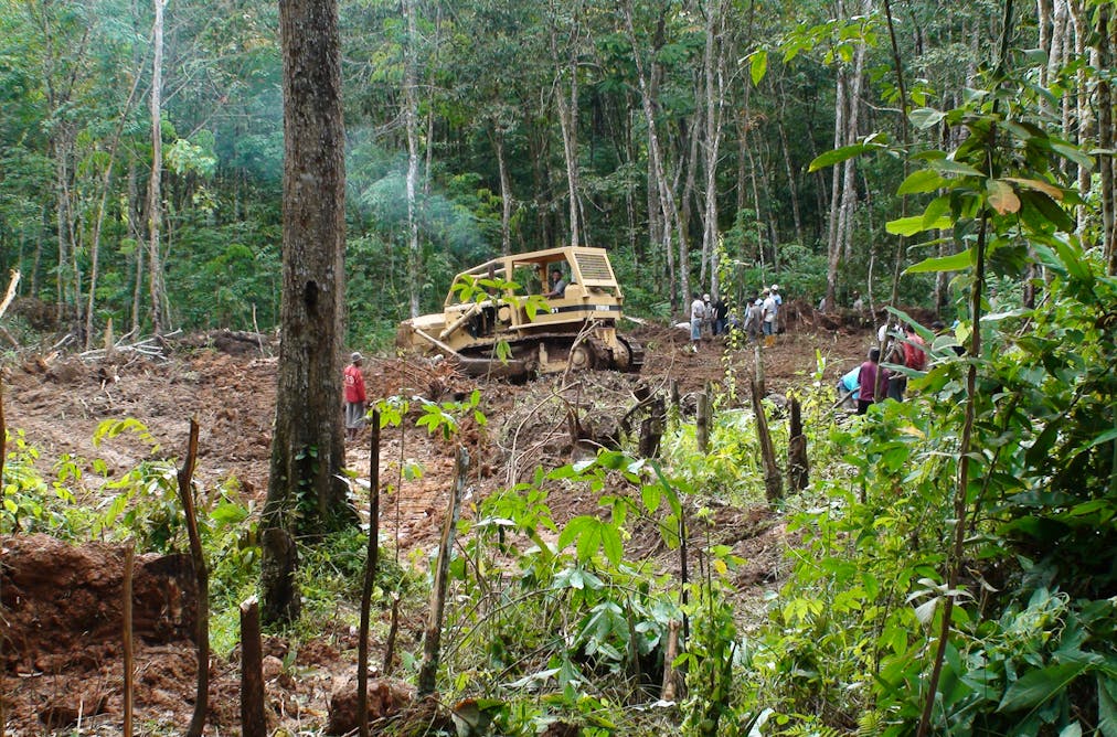 africa s rainforests are
