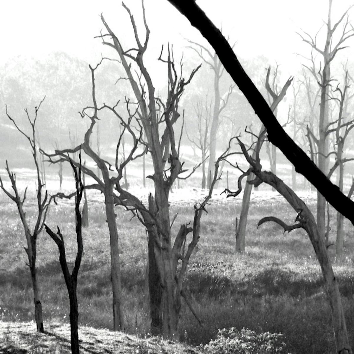 Across The World Trees Are Dropping Dead Across The World Trees Are Dropping Dead