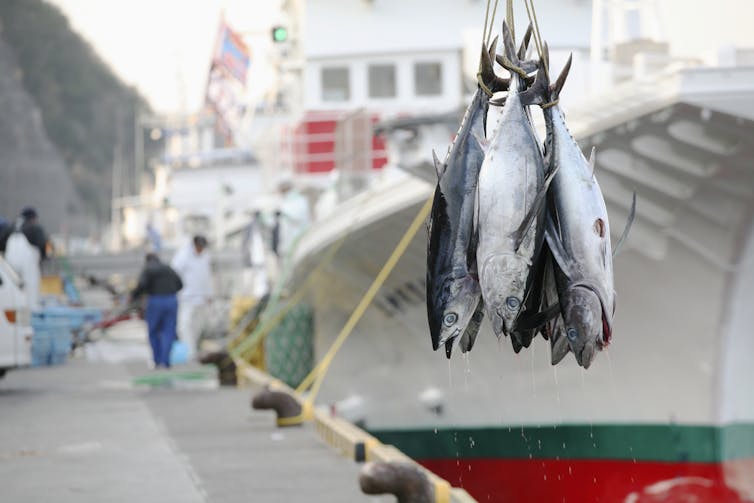 A tuna fishing port in Japan. - Shutterstock