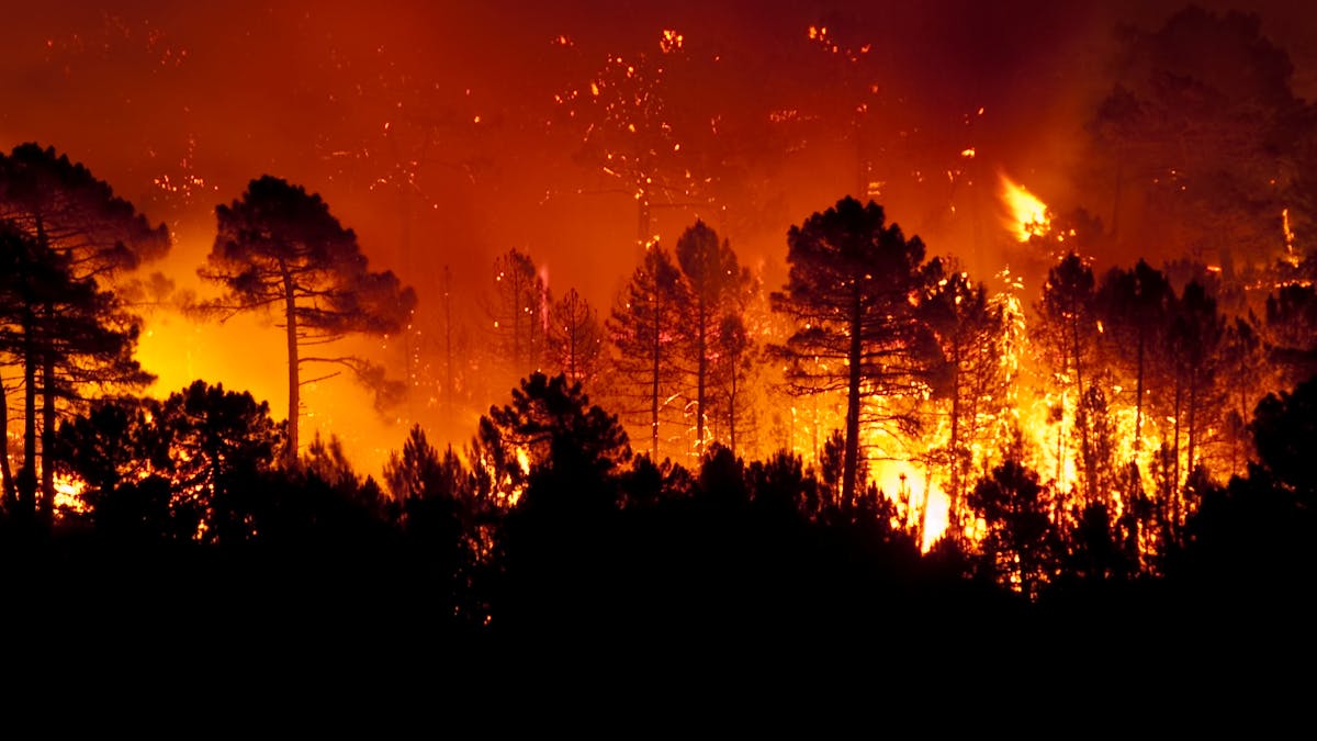 Cómo prevenir incendios forestales usando medidas mitigadoras del cambio  climático