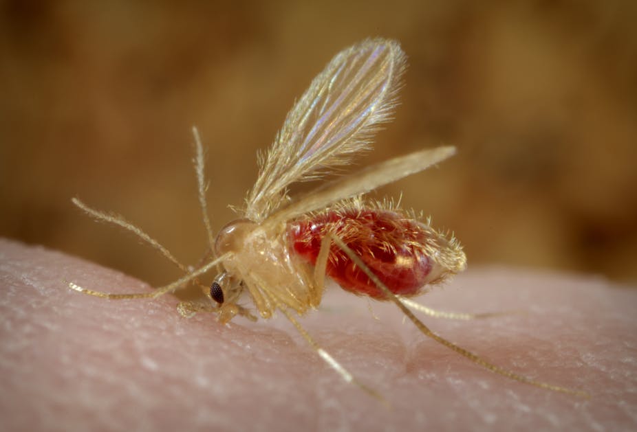 A Leishmania parazita)